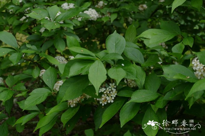 梅花的介绍