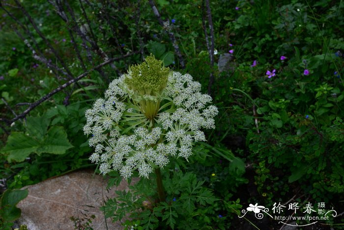 长寿花开完花以后应该咋处理