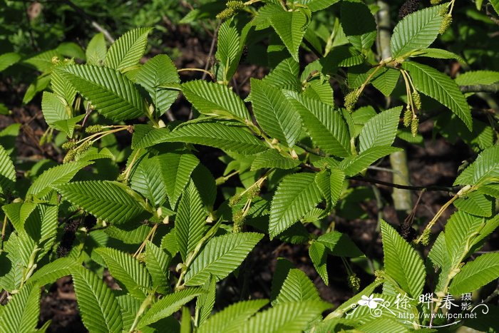 玫瑰花种子种植方法