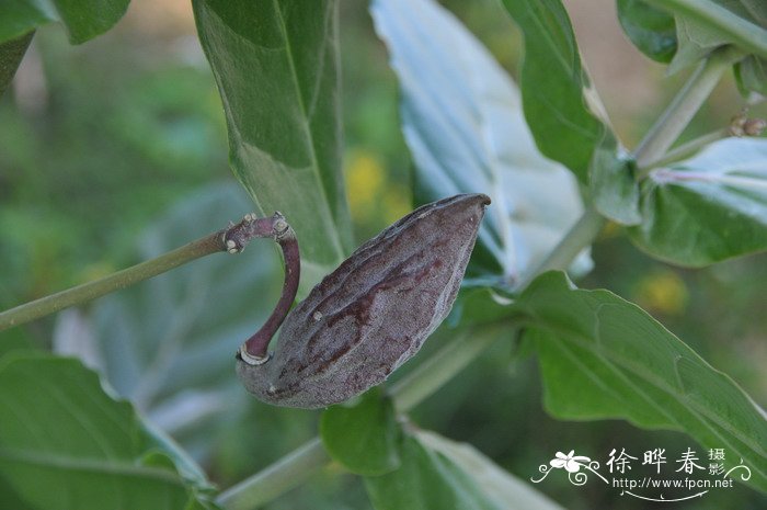 桂花什么季节开