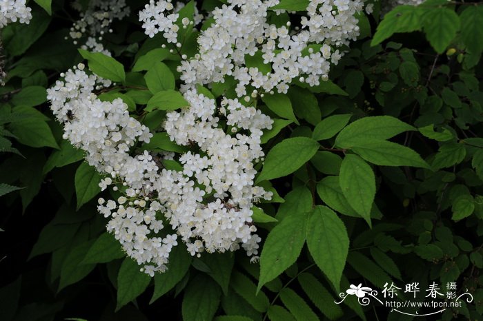 什么花可以驱蚊子驱虫