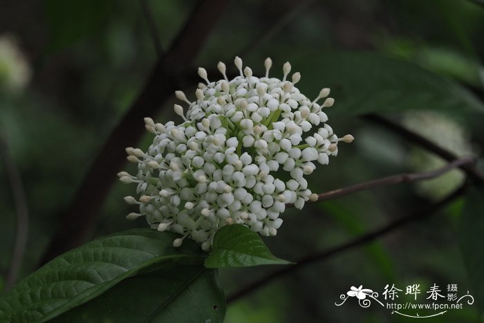 无花果的药用价值