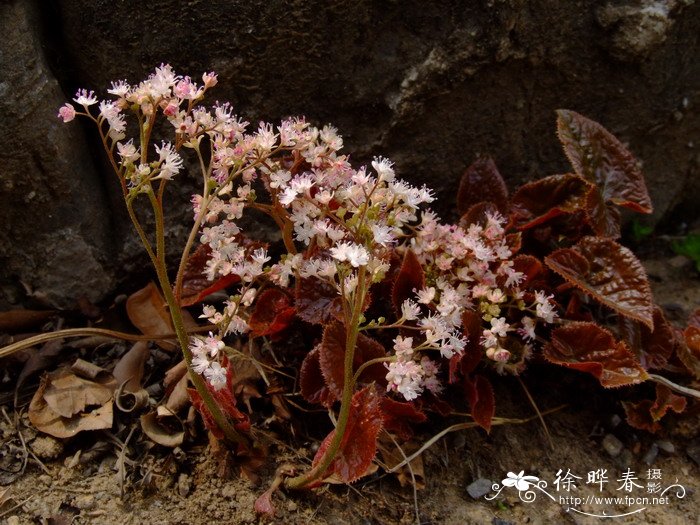 蓝目菊