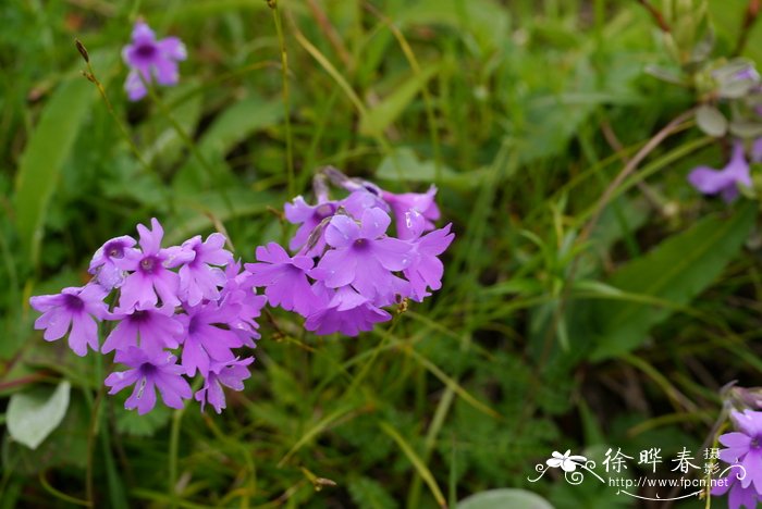 茭白是什么植物