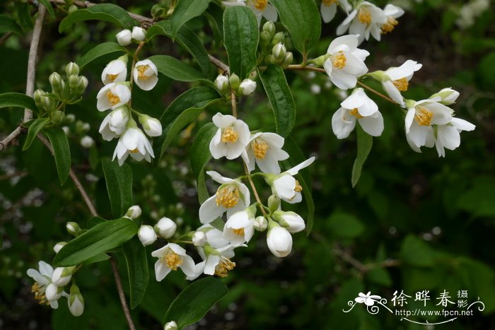 什么植物驱蚊