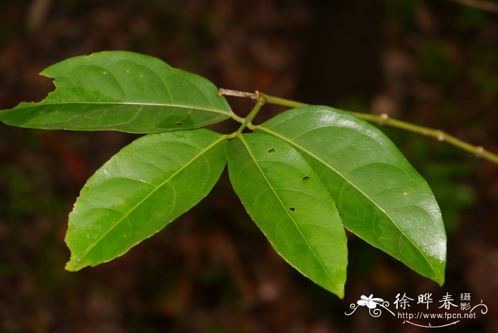 西红柿种植技术