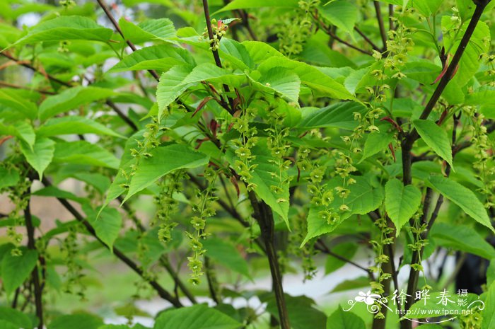 曼珠沙华的花语和传说