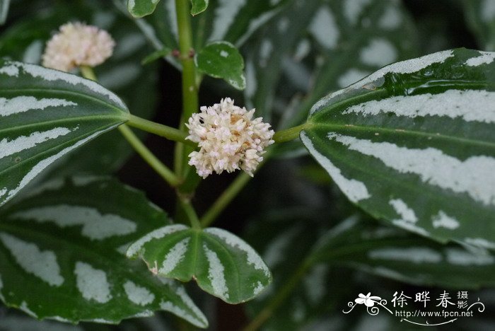 油菜花是什么意思