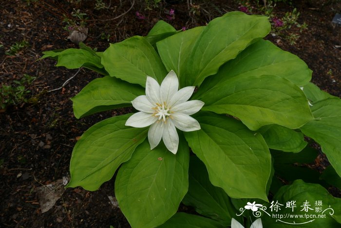 草莓苗怎样种植和管理