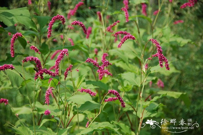 种兰花用什么土比较好