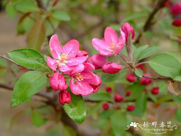 山茶花的寓意和象征