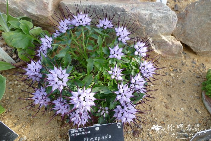 桂花种植