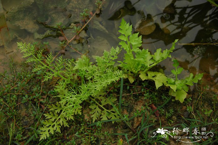 蕨类植物有哪些