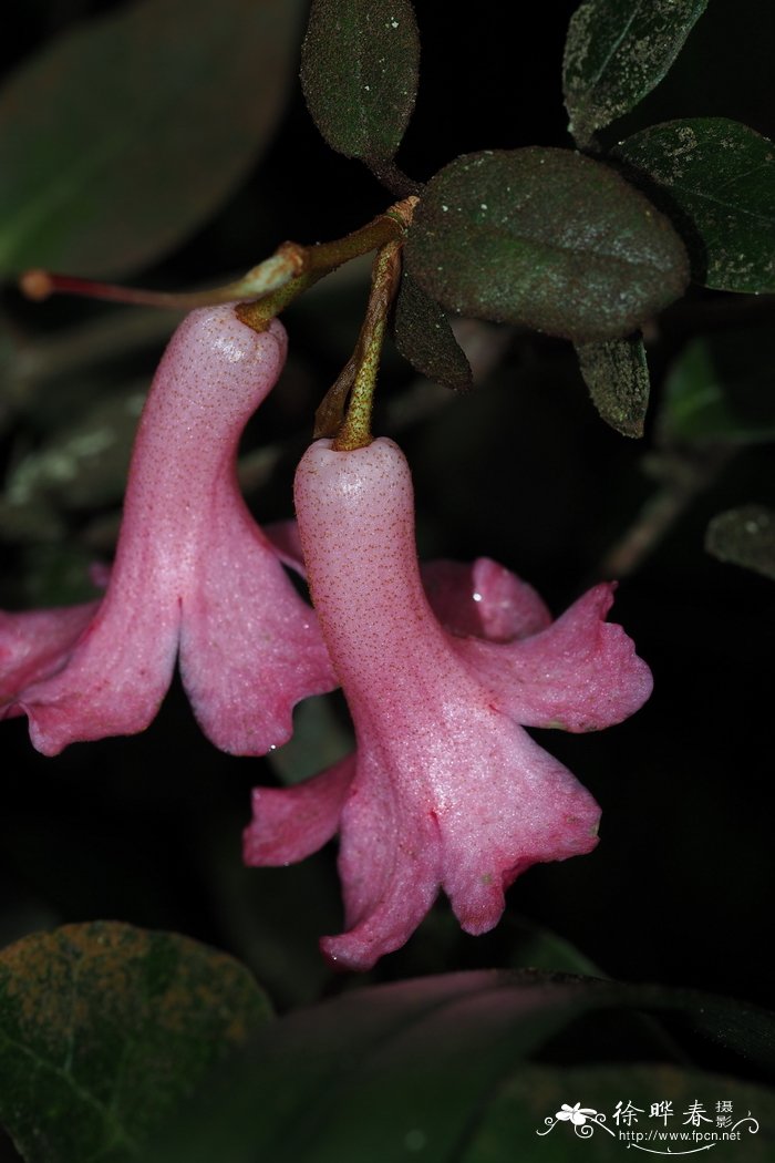 百合怎么种植方法