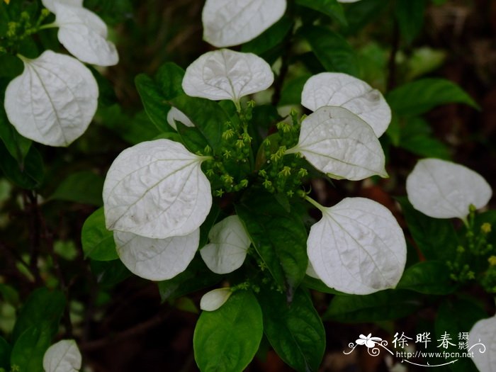 油茶树嫁接