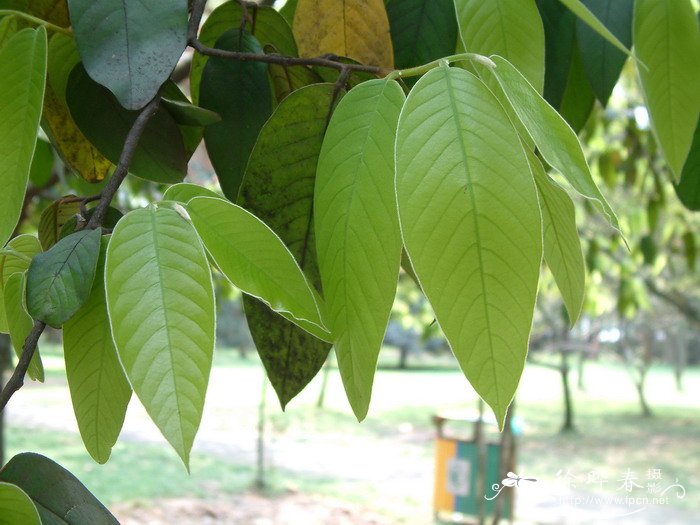 深圳市的市花是什么花