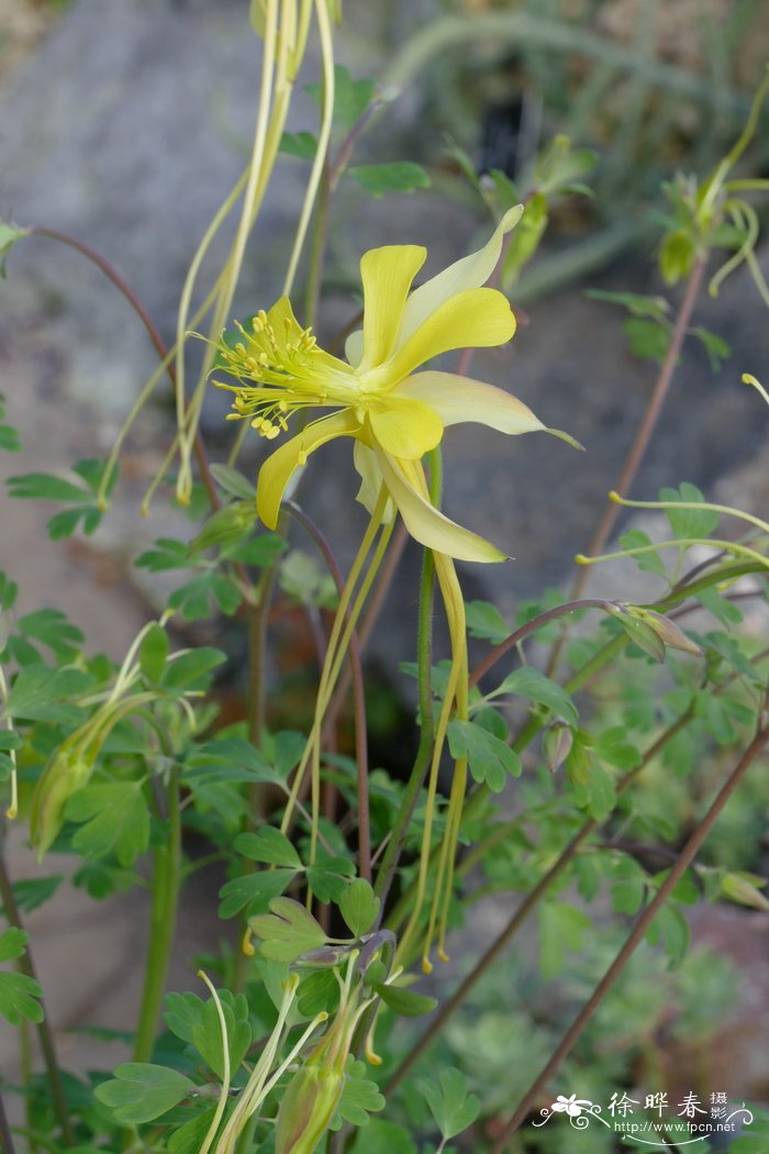 木兰花