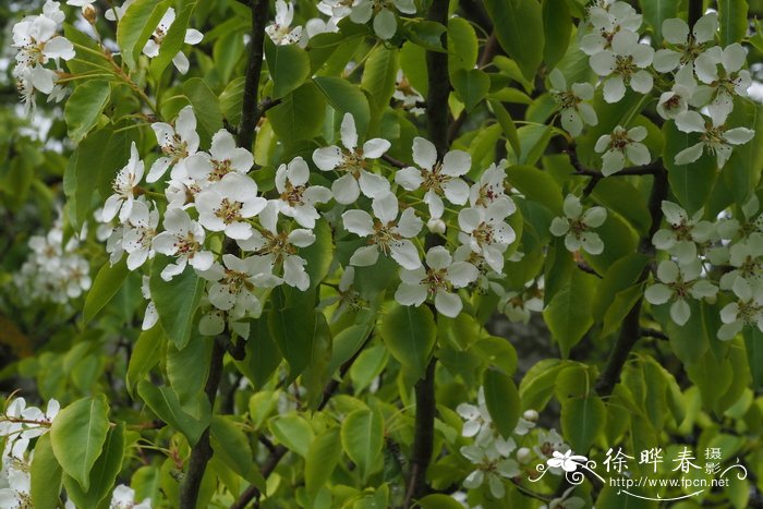 君子兰的花语