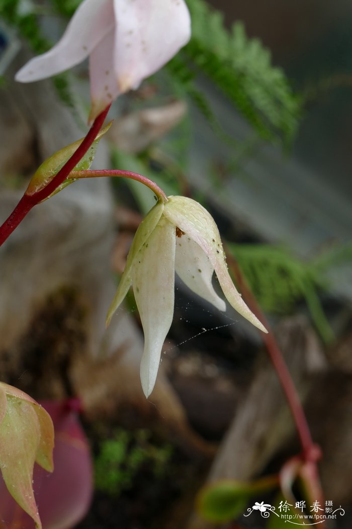 水仙花期