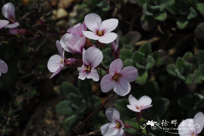 龙游梅花图片欣赏