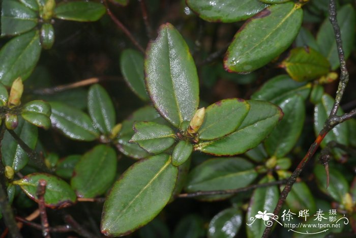 菊科植物有哪些