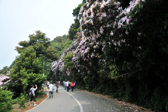 送什么花好