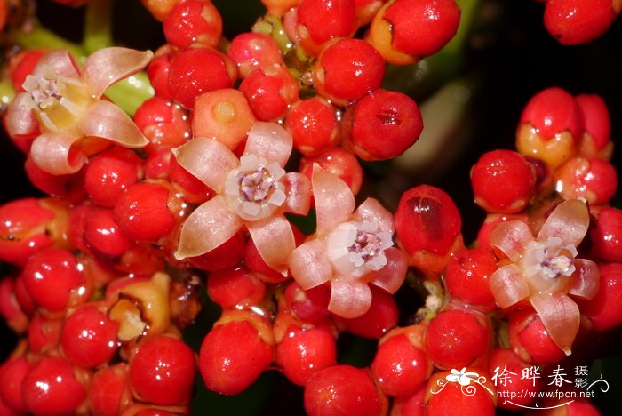 沈丁花