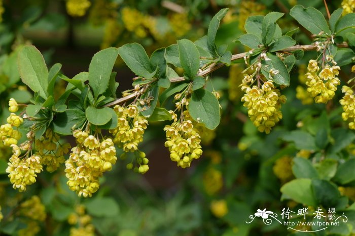 什么花的花语是厌世