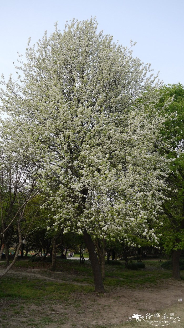 什么植物驱蚊