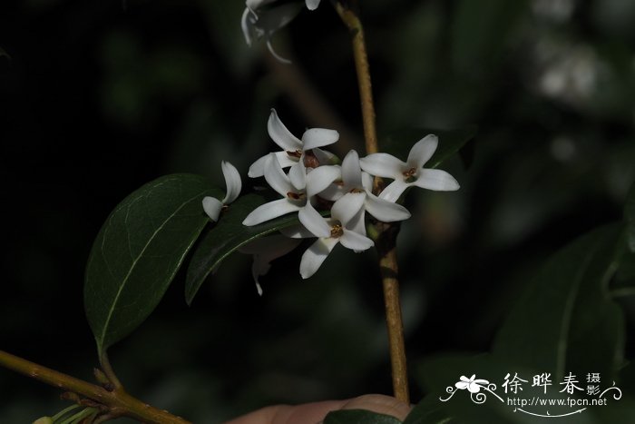 伞房花序