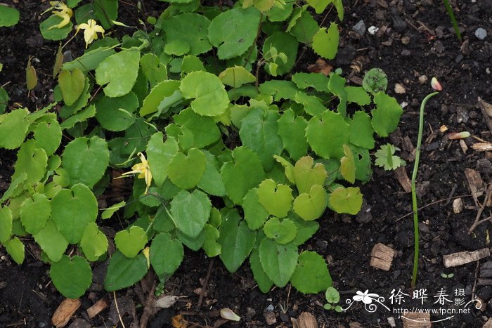 丁香花图片