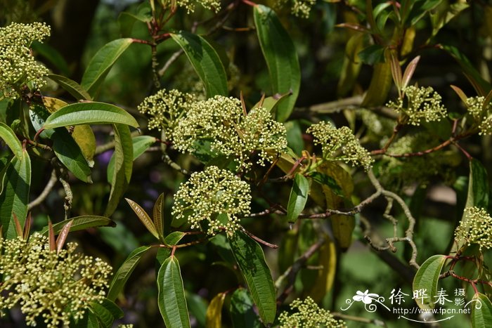 玫瑰百合花束图片