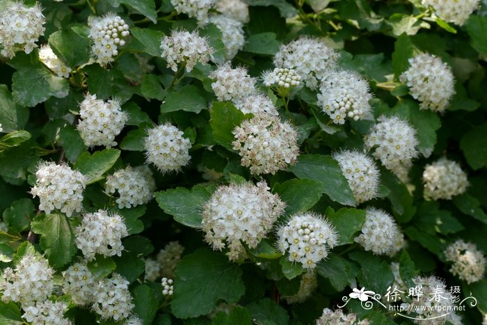 黑钻苹果适合哪里种植