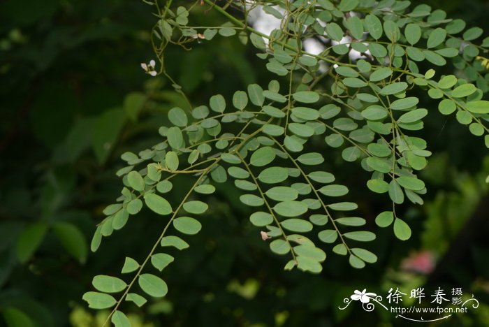 种植白芨赚钱吗