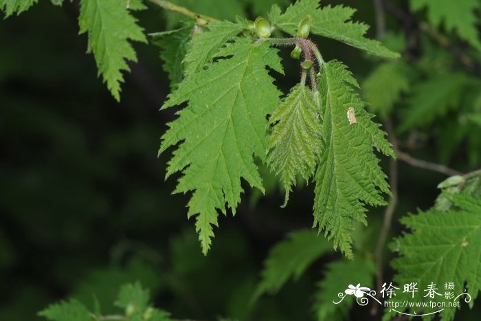 小叶龙船花