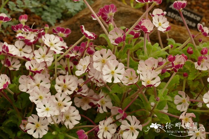 芒果是什么季节的水果