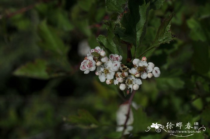 香槟玫瑰花语