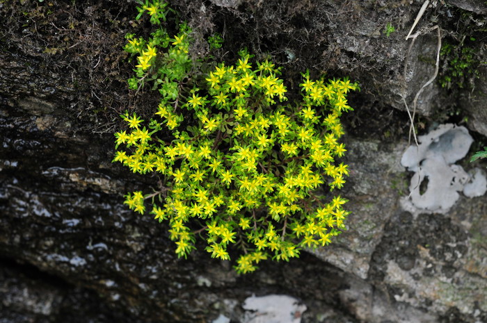 水养百合花的养法