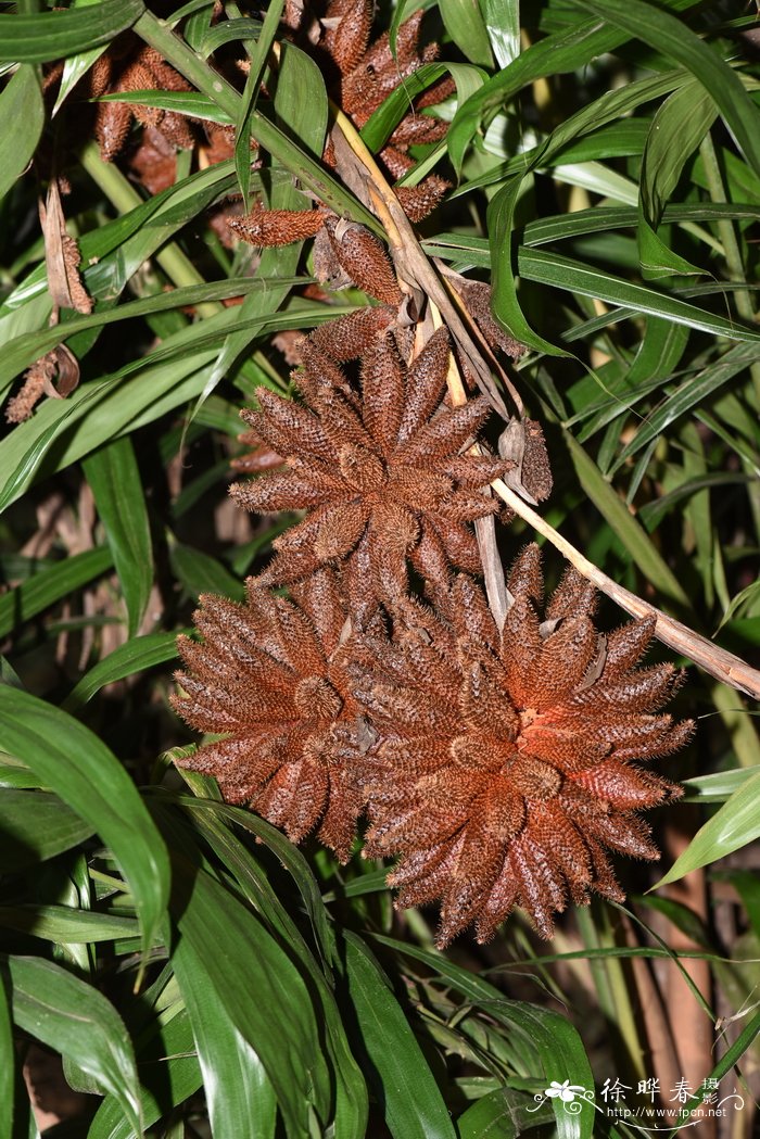 枸杞种植