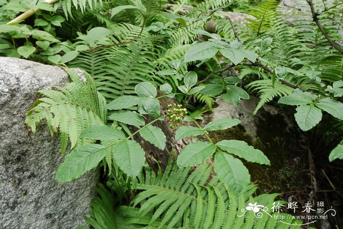 植物传播的方法