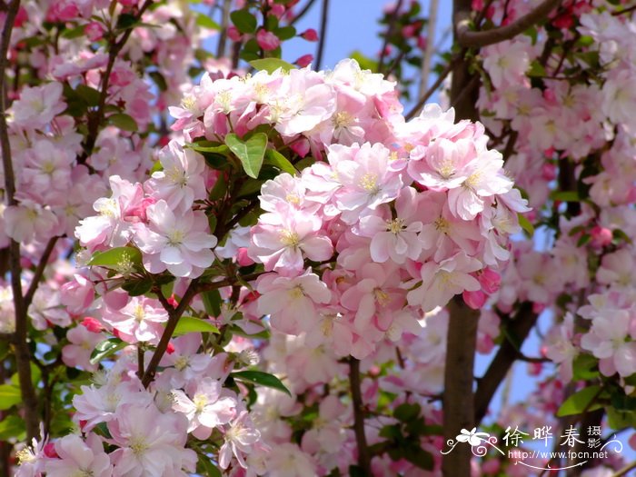 桂花种植