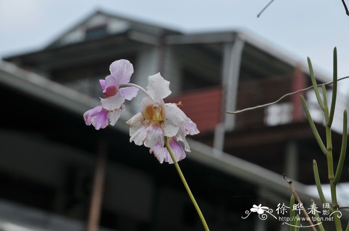 芍药几月开花