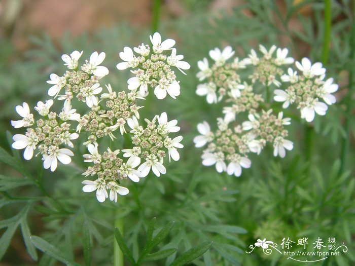 蝴蝶兰花的样子