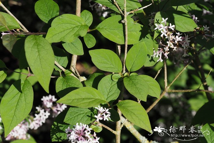 水仙花期