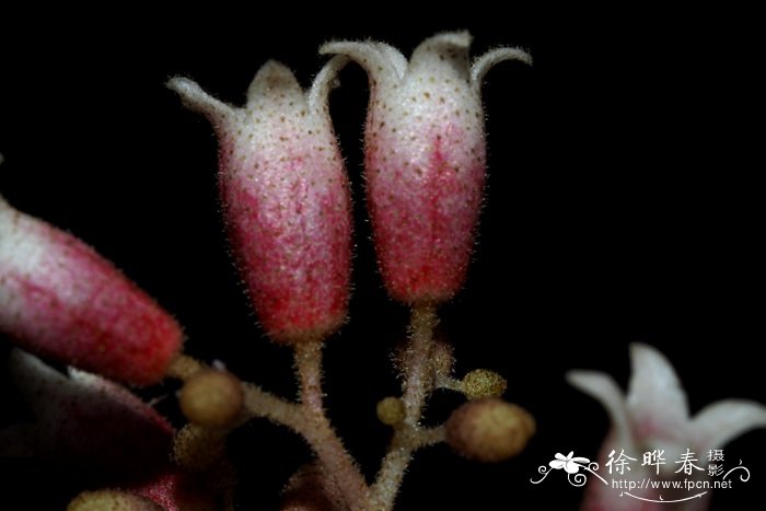 桂花树修剪时间和方法