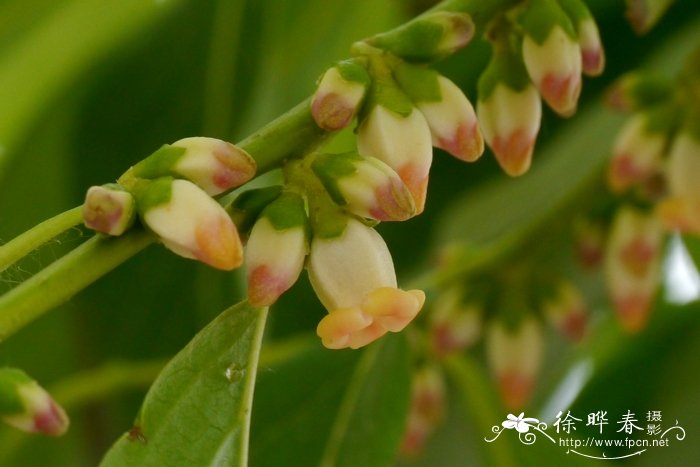 夜来香花