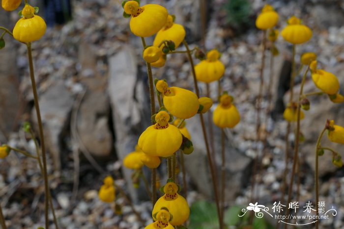 玫瑰花茶