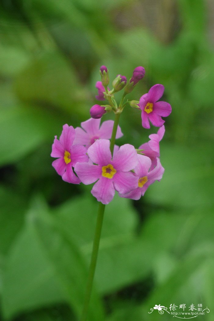 太阳花花语