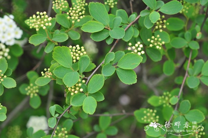 桂花树种植