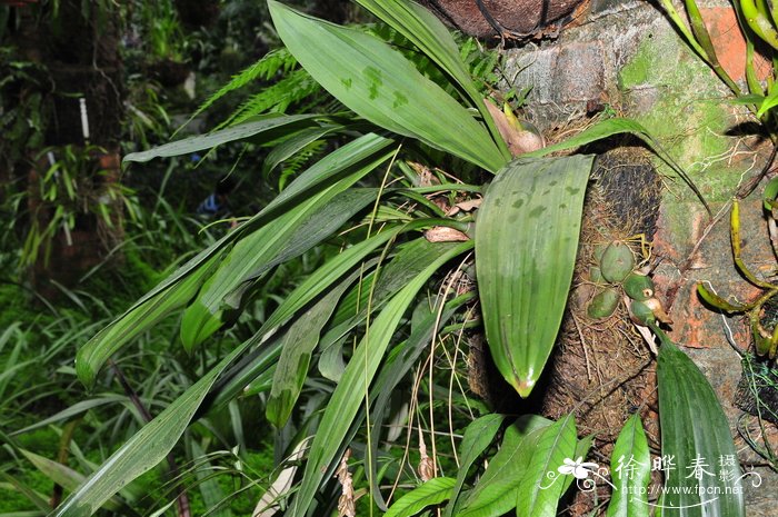 果尔除草剂